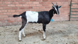 1x MELKBOK MALE NARDUS VOLSCHENK