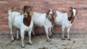 3x BOERBOK FEMALE KENNY GONTSE