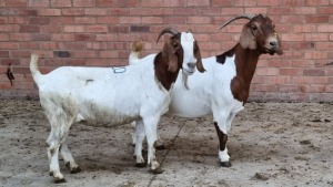 2x BOERBOK FEMALE W.A.S SNYDERS (Pay per animal}