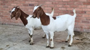 2x BOERBOK FEMALE W.A.S SNYDERS (Pay per animal}