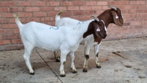 2x BOERBOK FEMALE W.A.S SNYDERS (Pay per animal}