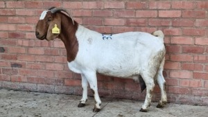 1x BOERBOK FEMALE W.A.S SNYDERS