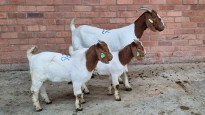 1x BOERBOK FEMALE W.A.S SNYDERS