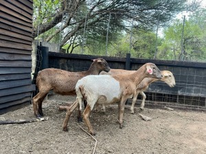 3x MEATMASTERS FEMALE ROOIKOPPIES MEATMASTERS (Pay per animal}