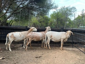 3x MEATMASTERS FEMALE ROOIKOPPIES MEATMASTERS (Pay per animal}