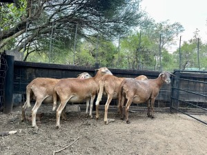 4x MEATMASTERS FEMALE ROOIKOPPIES MEATMASTERS (Pay per animal}