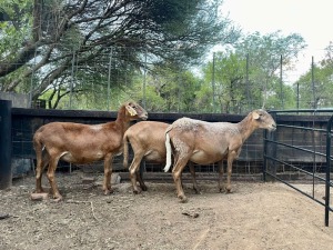 3x MEATMASTERS FEMALE ROOIKOPPIES MEATMASTERS