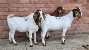 3x BOERBOK FEMALE W.A.S SNYDERS (Pay per animal}