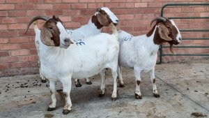 3x BOERBOK FEMALE W.A.S SNYDERS (Pay per animal}