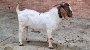 1x BOERBOK MALE WOUTER DE WET