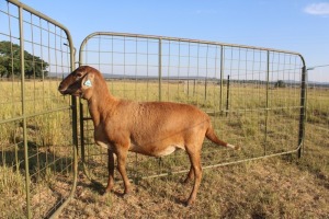 1X OOI/EWE J Afrika - Mandla Seopela - 082 044 4712 (Highest Bidder may choose A, B or C of Lot round or take all - Pay per piece. Choice once per Lot round, Rest to take all)