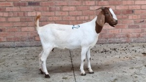 1x BOERBOK FEMALE WOUTER DE WET