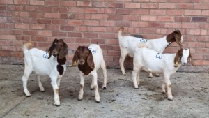 4x BOERBOK MALE WOUTER DE WET