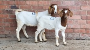 2x BOERBOK FEMALE MADEVU FARMING