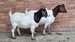 2x BOERBOK FEMALE KENNY GONTSE