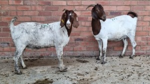 2x BOERBOK FEMALE KENNY GONTSE