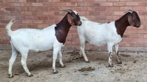 2x BOERBOK FEMALE KENNY GONTSE