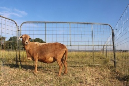 1X OOI/EWE J Afrika - Mandla Seopela - 082 044 4712