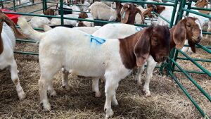 1x BOERBOK MALE Suzanne van Dyk BBS