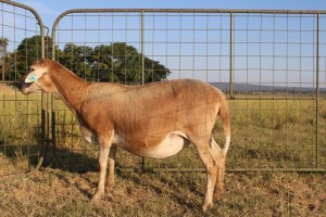 1X OOI/EWE J Afrika - Mandla Seopela - 082 044 4712 (Highest Bidder may choose A, B or C of Lot round or take all - Pay per piece. Choice once per Lot round, Rest to take all)