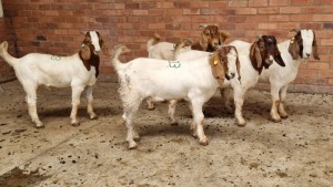 5x BOERBOK M J.H ROBERTS BOERDERY PTY LTD (Pay per animal}