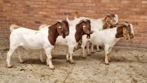 5x BOERBOK M J.H ROBERTS BOERDERY PTY LTD (Pay per animal}