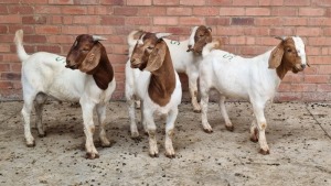 4x BOERBOK M J.H ROBERTS BOERDERY PTY LTD (Pay per animal}