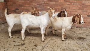 4x BOERBOK F J.H ROBERTS BOERDERY PTY LTD (Pay per animal}