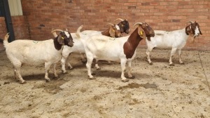 5x BOERBOK F J.H ROBERTS BOERDERY PTY LTD (Pay per animal}