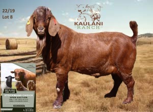 1X Kalahari Red Buck Dalene Maree