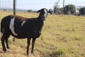 1X OOI/EWE J Afrika - Mandla Seopela - 082 044 4712 (Highest Bidder may choose A, B or C of Lot round or take all - Pay per piece. Choice once per Lot round, Rest to take all)