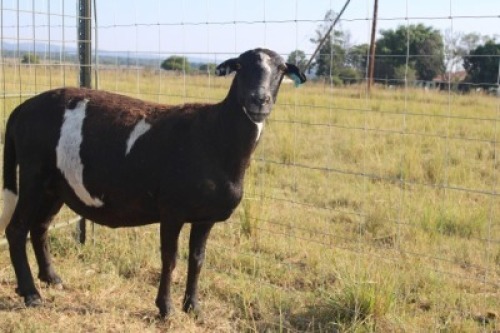 1X OOI/EWE J Afrika - Mandla Seopela - 082 044 4712 (Highest Bidder may choose A, B or C of Lot round or take all - Pay per piece. Choice once per Lot round, Rest to take all)
