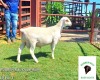 1X White Dorper Ram Ruben Rujano