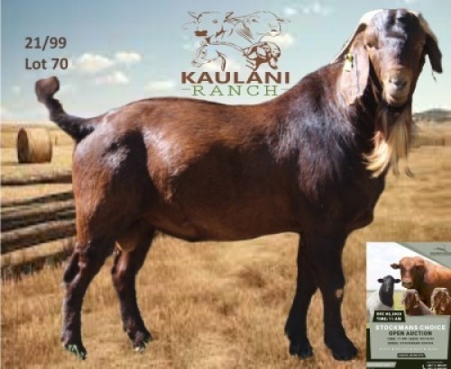 1X Kalahari Red Buck Dalene Maree
