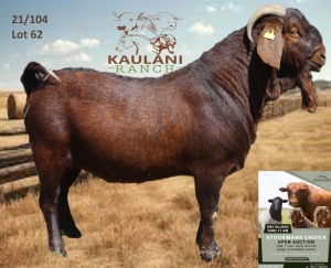 1X Kalahari Red Buck Dalene Maree