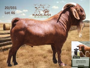 1X Kalahari Red Buck Dalene Maree