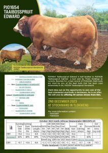 1X Simmental Bull PJO1654 Kagiso Moalosi