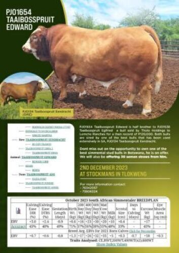10X Simmental Semen Straws Kagiso Moalosi