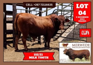 1X Drought Master Bull 152/21 Vlekkie