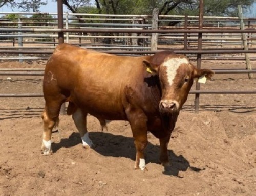 1X Simmental Bull GDH20103 Grandin Stud