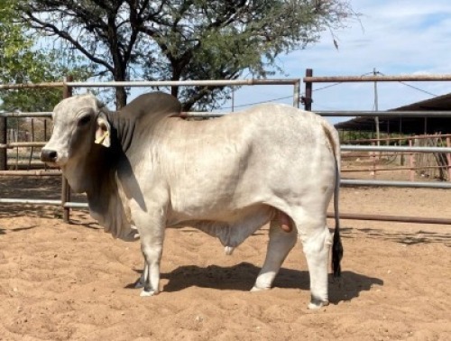 1X Grey Brahman Bull GDH2072 Grandin Stud