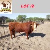 1X Simbra Bull Lekuka Investments