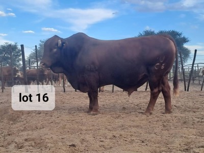 1X Angus Cross Bull Hendrik De Kampa