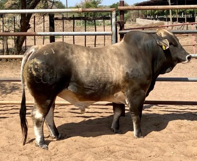 1X Simbra Bull GDH20312 Grandin Stud