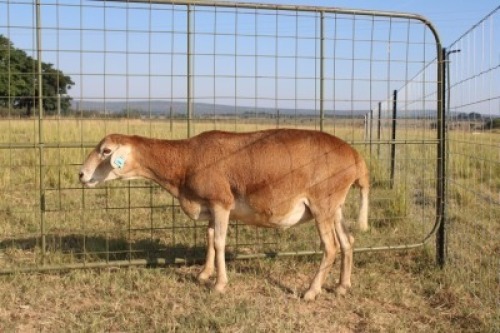 1X OOI/EWE J Afrika - Mandla Seopela - 082 044 4712