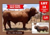 1X Drought Master Bull 137/21 Vlekkie