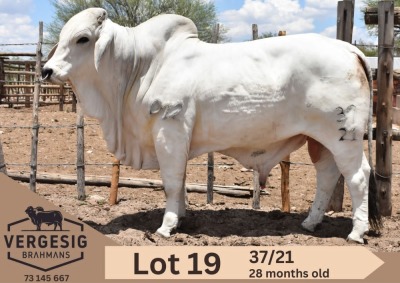 1X Grey Brahman Bull Corrie Bekker