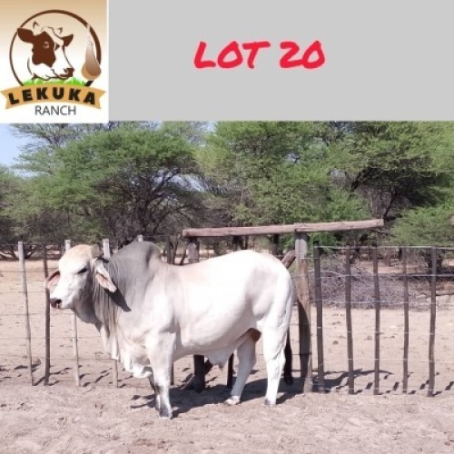 1X Grey Brahman Bull Lekuka Investments