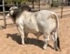 1X Grey Brahman Bull GDH2012 Grandin Stud