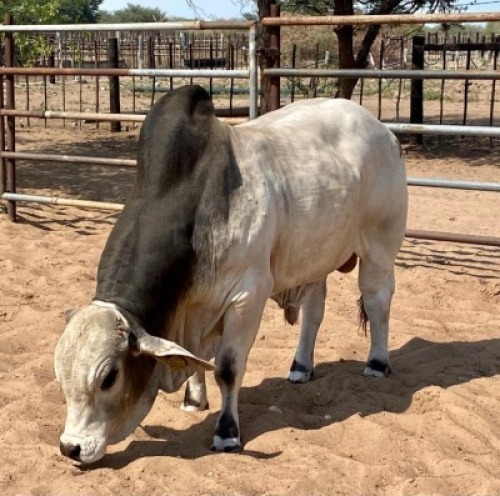 1X Grey Brahman Bull GDH2027 Grandin Stud